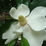 magnoliy_09