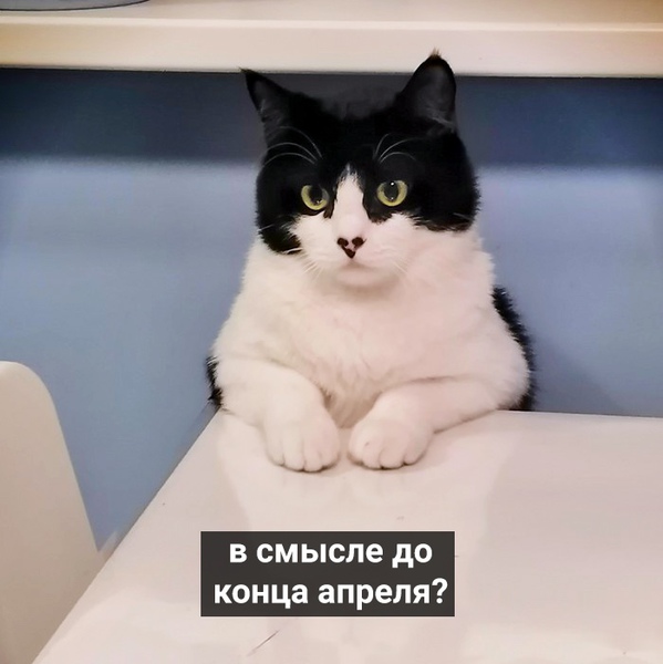 Кот срет на диван